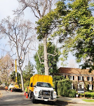 Certified Garden Grove Tree Service Experts