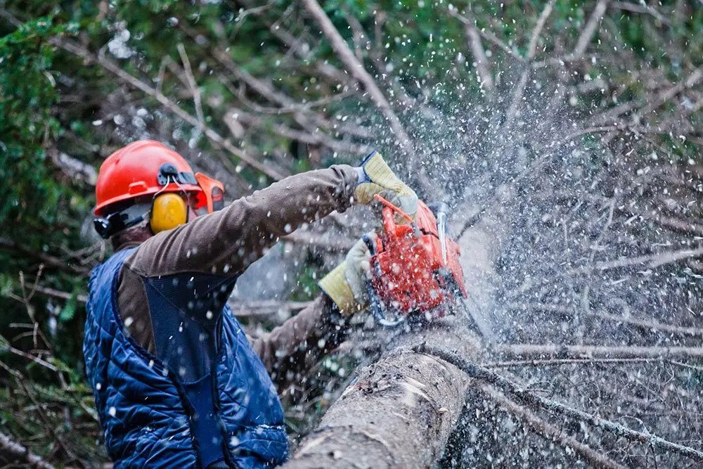 Fullerton Emergency Tree Removal