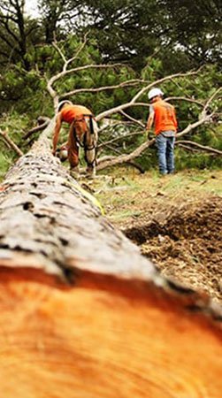 Certified Fullerton Tree Service Experts